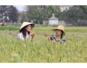 7 năm làm lúa hữu cơ, dân Đồng Phú sống đời no ấm