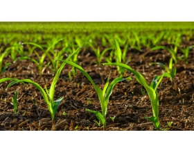 Nông nghiệp hữu cơ có khác nông nghiệp sạch?