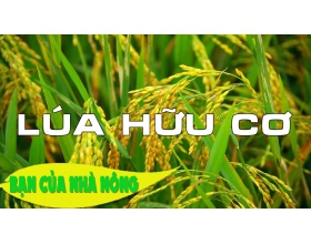 Công ty TNHH Phát triển nông nghiệp Phương Nam trong sản xuất lúa theo hướng hữu cơ